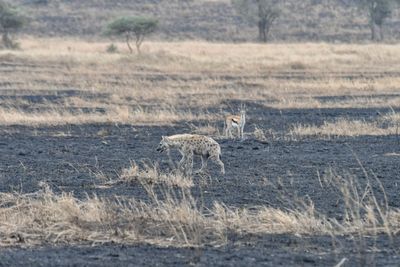 Serengeti -72.jpg