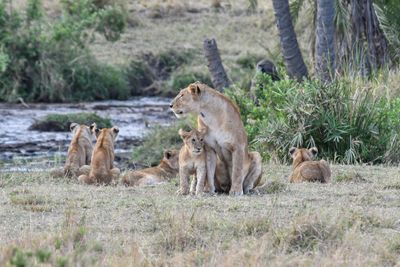 Serengeti -76.jpg