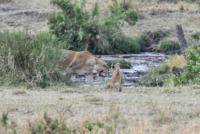 Serengeti -77.jpg