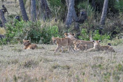 Serengeti -78.jpg