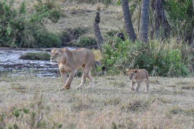 Serengeti -79.jpg