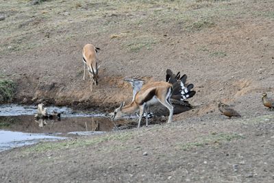 Serengeti -81.jpg