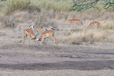 Serengeti -84.jpg