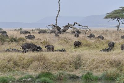 Serengeti -87.jpg