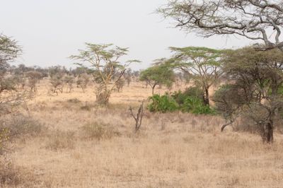 Serengeti -9.jpg