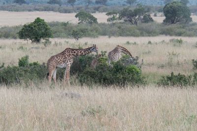 Masai Mara-11.jpg