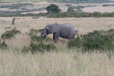 Masai Mara-12.jpg