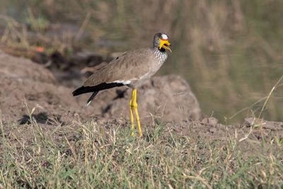 Masai Mara-18.jpg