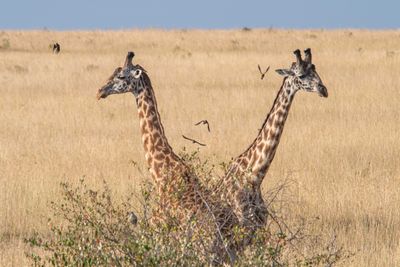 Masai Mara