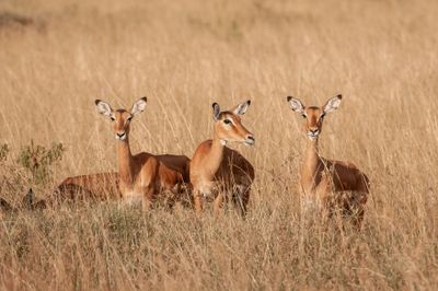 Masai Mara-21.jpg