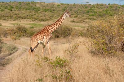 Masai Mara-22.jpg