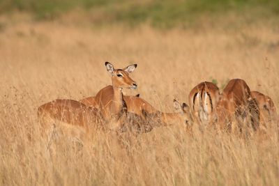 Masai Mara-24.jpg