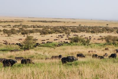 Masai Mara-29.jpg