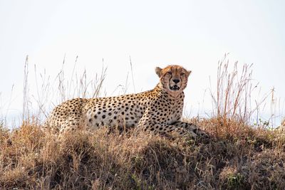 Masai Mara-37.jpg