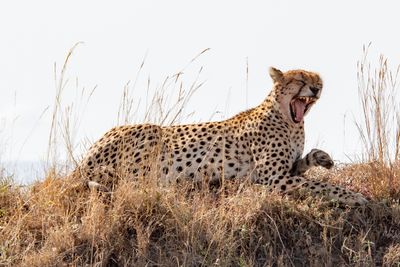 Masai Mara-38.jpg