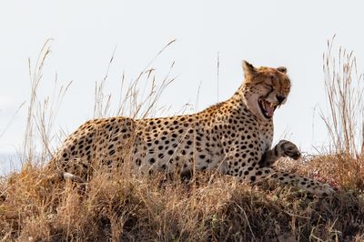 Masai Mara-39.jpg