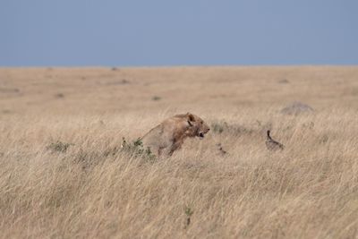 Masai Mara-48.jpg