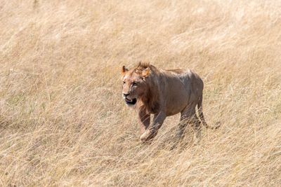 Masai Mara-49.jpg