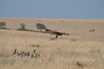 Masai Mara-50.jpg