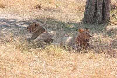 Masai Mara-51.jpg