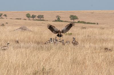 Masai Mara-52.jpg
