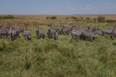 Masai Mara-54.jpg