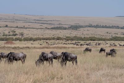 Masai Mara-55.jpg