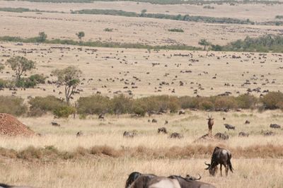 Masai Mara-56.jpg