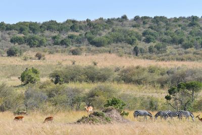 Masai Mara-6.jpg