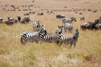 Masai Mara-63.jpg