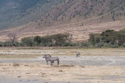 Ngorongoro-4.jpg