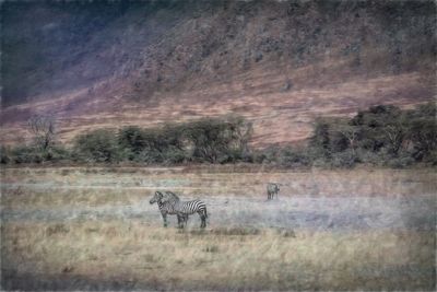 Ngorongoro Paint-3-studio.jpg