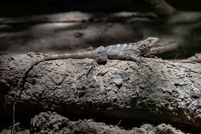 Costa Rica Feb 2025-26.jpg