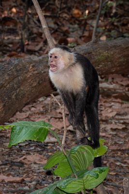 Costa Rica Feb 2025-36.jpg