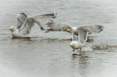 Que NFLD Eastern-38.jpg