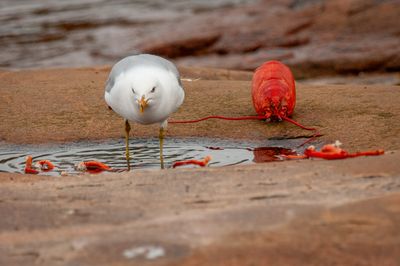 Que NFLD Eastern-6.jpg