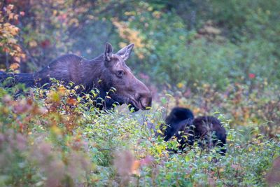 ALQ Fall 2025-135.jpg