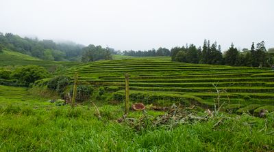 These are fields of tea plants
