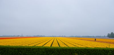 And a drive by rainy tulip fields