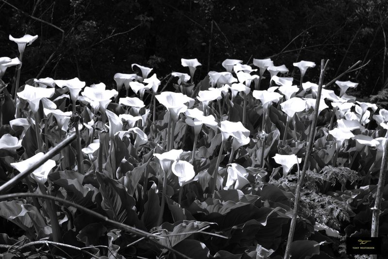 Calla Lilies (Zantedeschia)