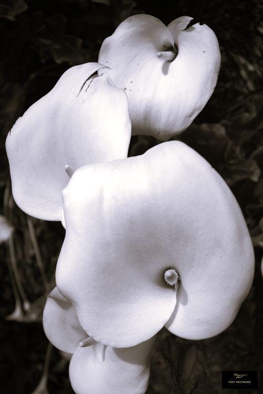 Calla Lilies (Zantedeschia)