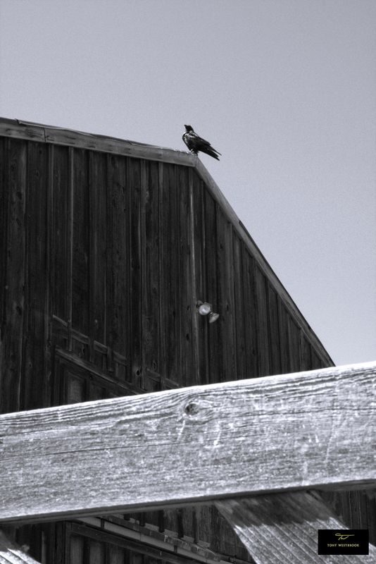 Crow Ocean Song  Bellwether Photography by Tony Westbrook.jpg