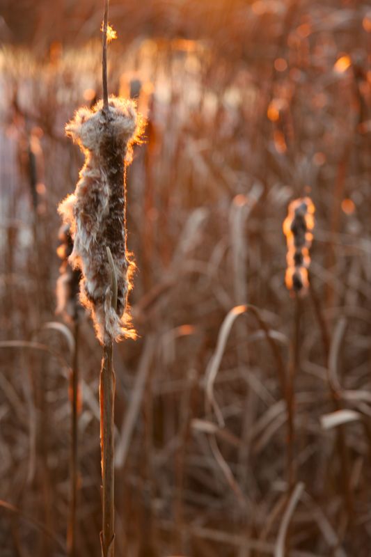 Sunset Light-Cattails