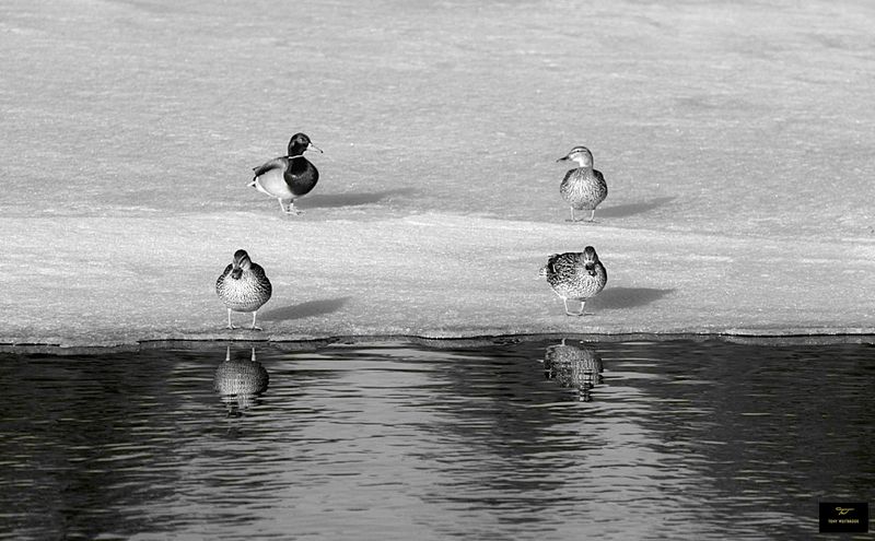 Ducks  
