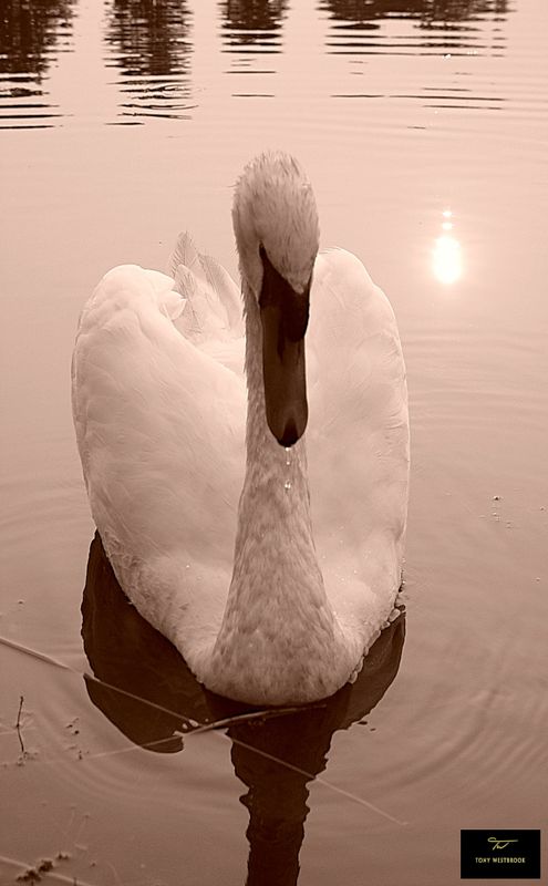 Backlighting In Nature 