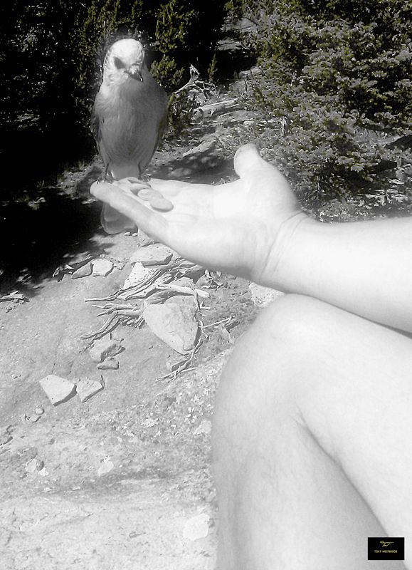 Wildlife 