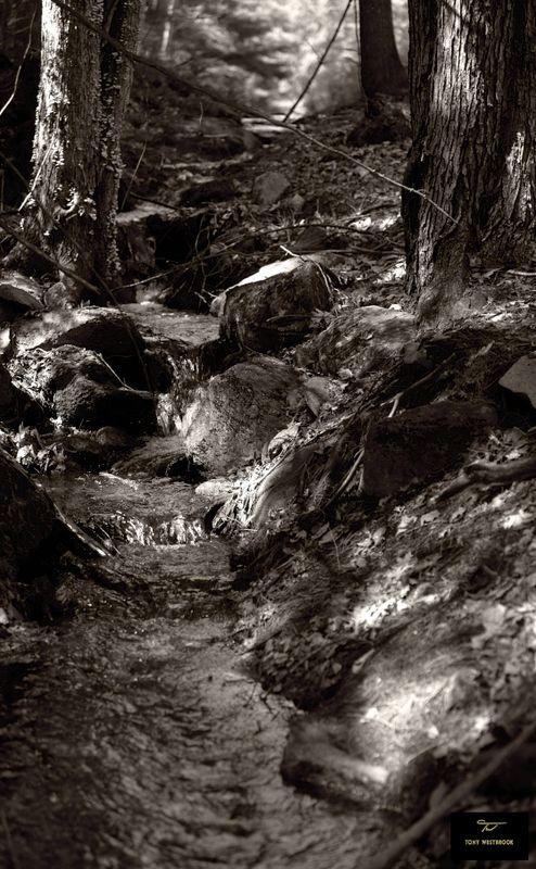 Forest Creek