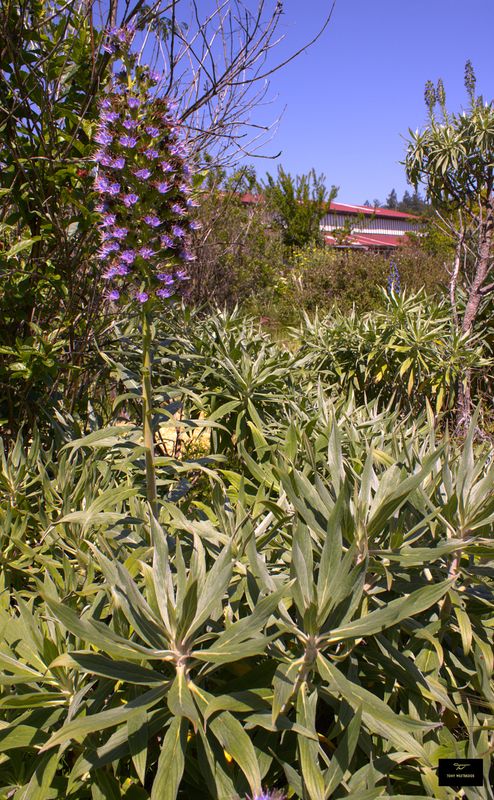 Succulents