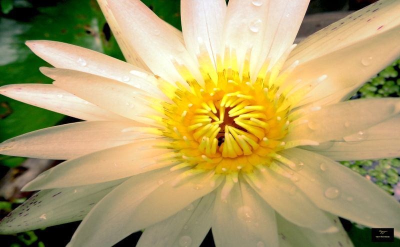 White Lily  