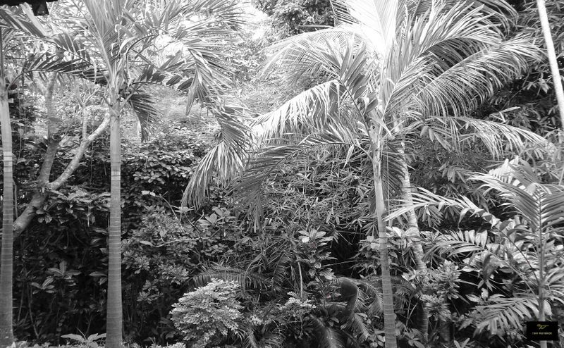 Some Jungle  